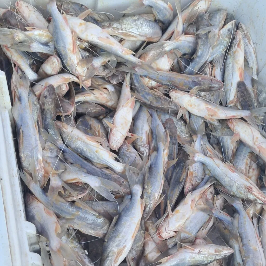 Quilo do mandi é vendido a R$ 10 em Sena Madureira com aumento da oferta de pescado.