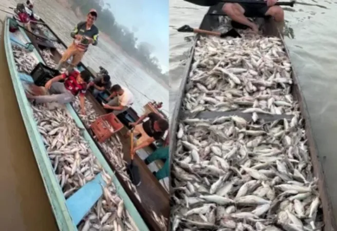 Embarcação carregada de mandi durante piracema em Sena Madureira.
