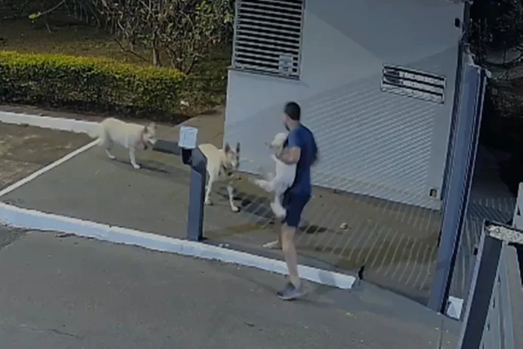 Poodle é atacado por dois cães soltos durante passeio com o tutor no Park Way