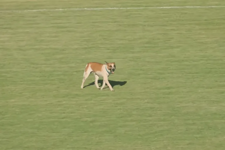 Série D ZeroUm: cachorro invade campo em Iguatu-CE x Nacional-AM