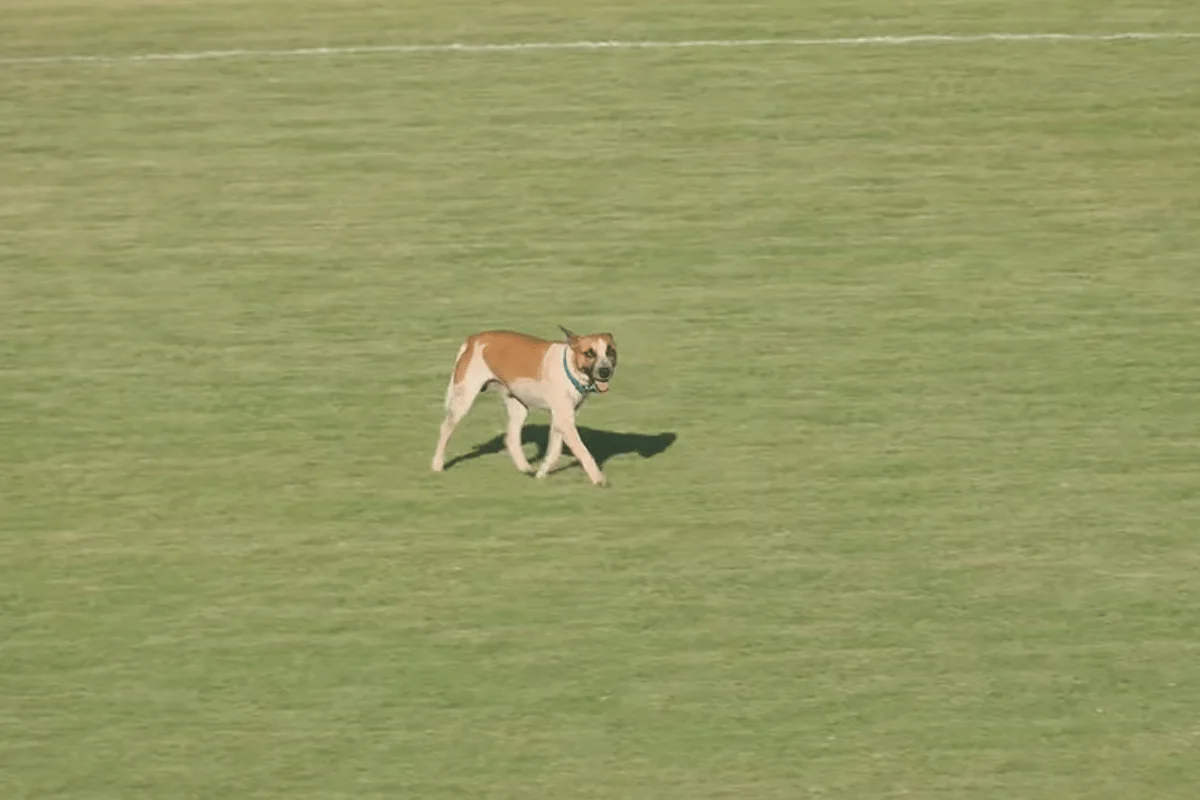 Série D ZeroUm: cachorro invade campo em Iguatu-CE x Nacional-AM