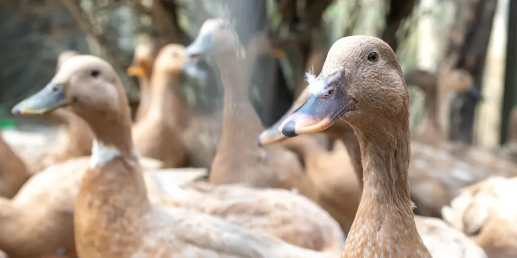 Sancionada lei que proíbe produção e comercialização de fois gras