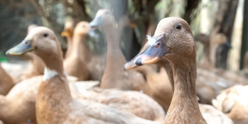 Sancionada lei que proíbe produção e comercialização de fois gras