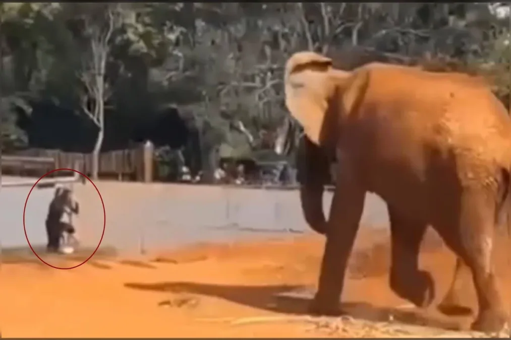 Veja o momento em que mulher invade recinto de elefante no zoo do DF
