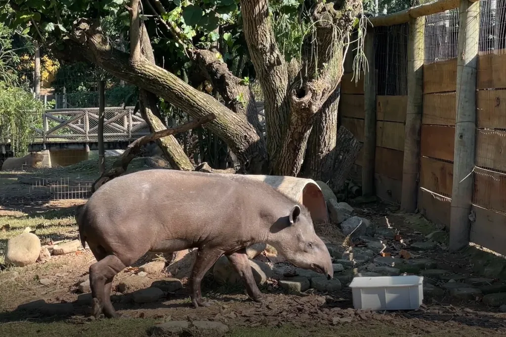 Zoo recebe anta de 15 anos; espécie está ameaçada de extinção