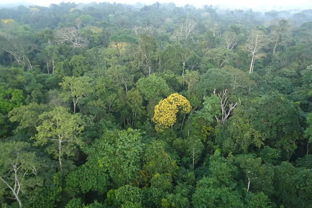 Floresta do Jurupari sofre com invasões, queimadas e criação ilegal de gado no Acre; TCE-AC cobra providências