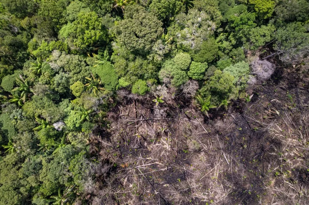 Acre registra queda de 35,3% nos alertas de desmatamento em 2026