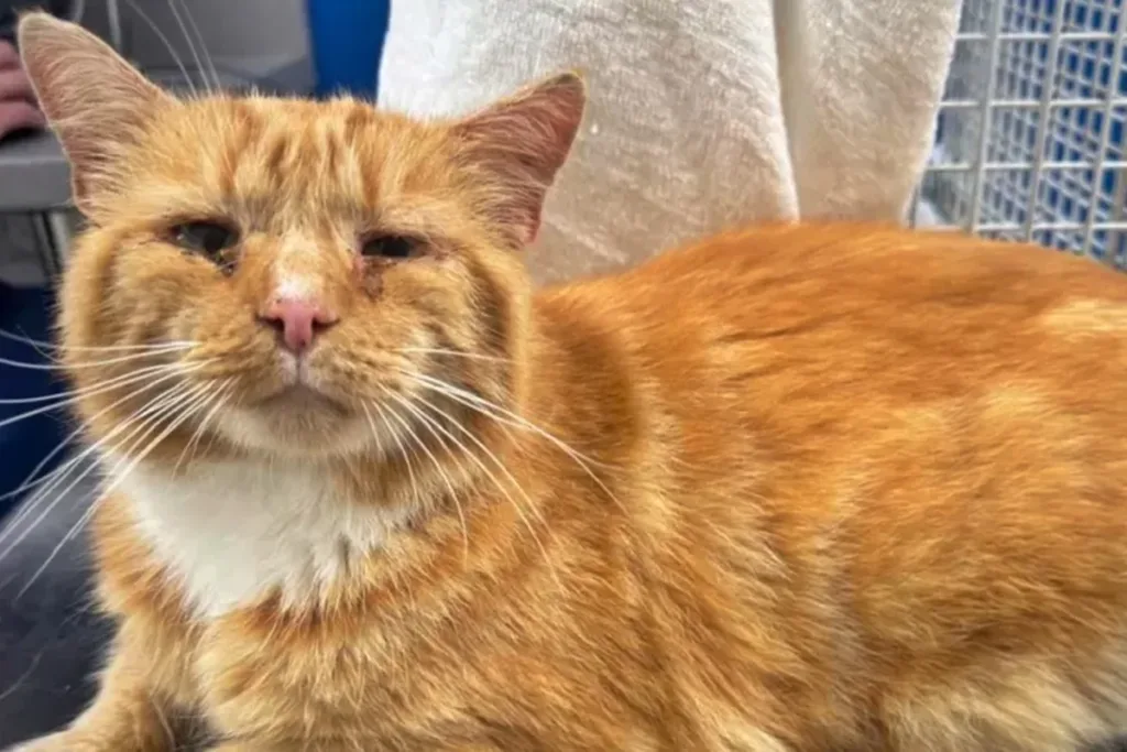Após um ano, gato é encontrado morando com outros felinos a 140 km de casa