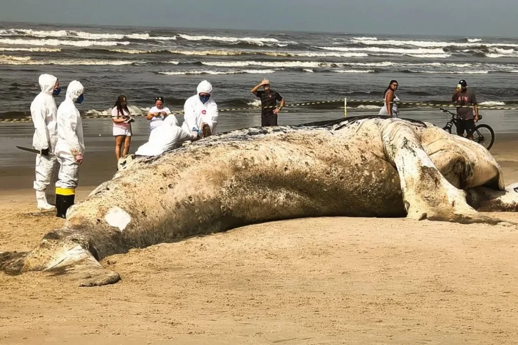 Baleia-jubarte de quase 11 metros é encontrada morta na praia de Itanhaém