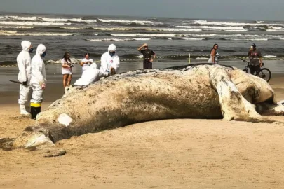 Baleia-jubarte de quase 11 metros é encontrada morta na praia de Itanhaém