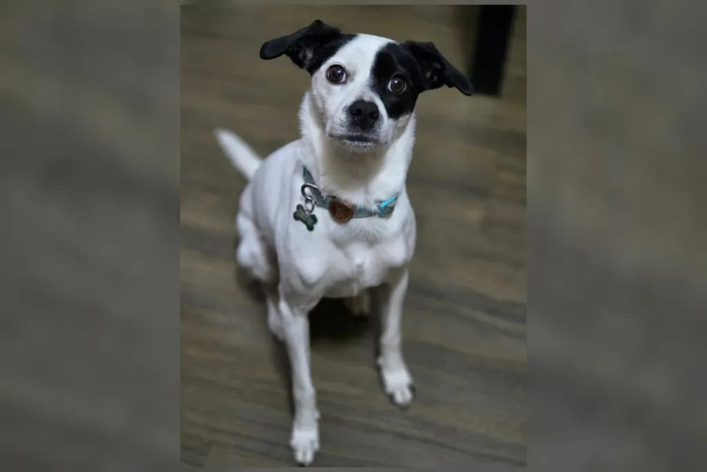 Cachorrinha foge e família se desespera às vésperas de se mudar do Brasil