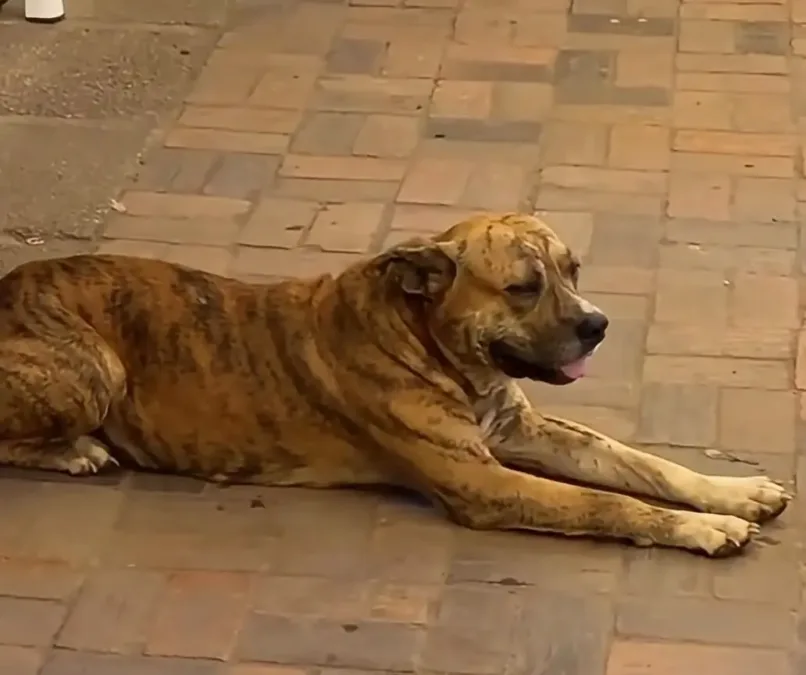 Cão “guardião” da Expoacre viraliza nas redes sociais ao ser flagrado na entrada do parque