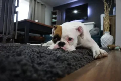 Cachorro em frente a uma casa no Acre, estado com um dos maiores percentuais de lares com cães do país