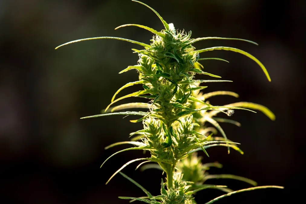 Composto da cannabis ajuda a reduzir pesadelos em pacientes com estresse pós-traumático, revela estudo