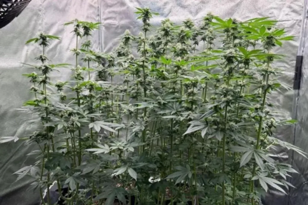 Casos de tráfico levam polícia a apurar licenças para cultivar maconha