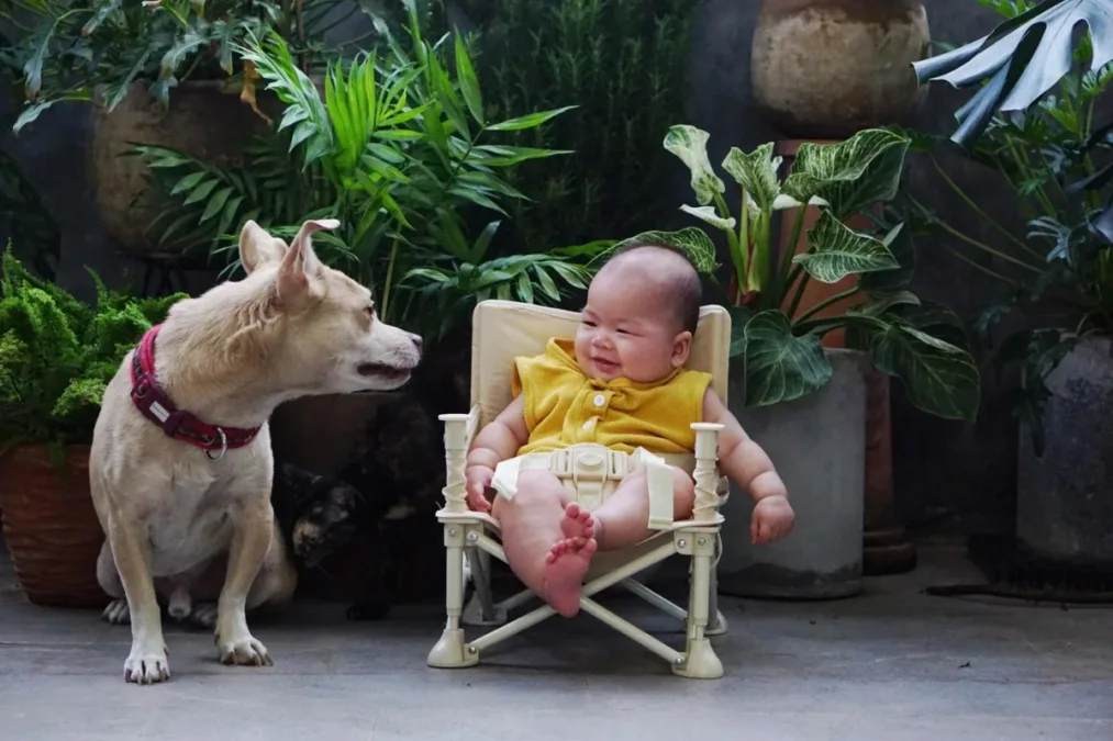 Conviver com cães pode melhorar a saúde respiratória de bebês