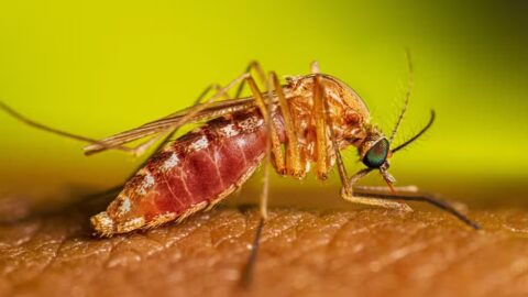 Mosquito do gênero Culex, vetor de transmissão da febre do Nilo Ocidental.