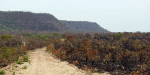 Mapbiomas: menor vegetação nativa expõe mais o país ao El Niño