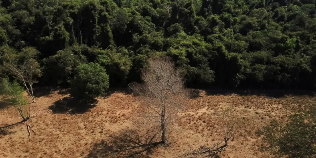 Depois da COP17, Brasil é cobrado a efetivar metas de restauração