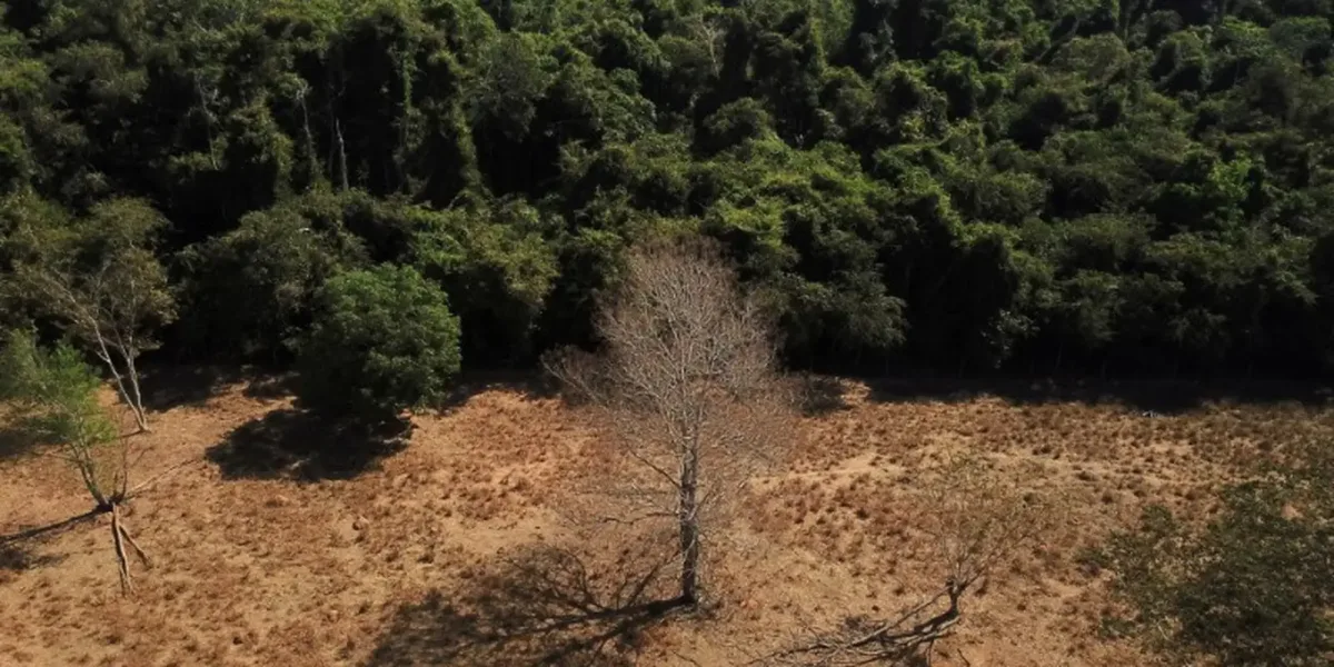 Depois da COP17, Brasil é cobrado a efetivar metas de restauração