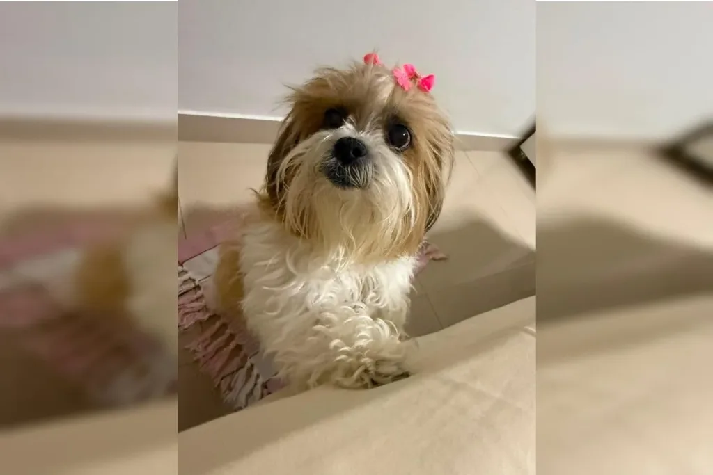 Desaparecimento e desova de shih tzu colocam em guerra duas famílias no DF