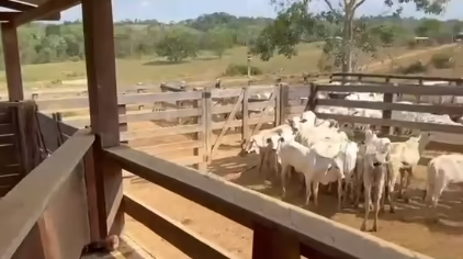 Família enfrenta ordem de despejo no KM 21 após pagar 85% de terra com pendência bancária