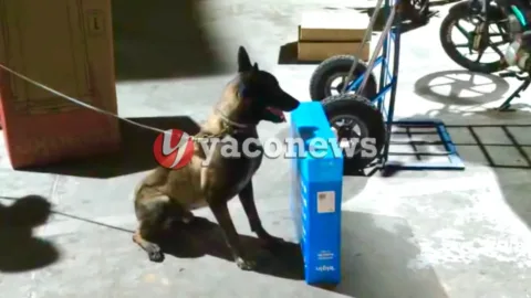 Força Tática e BOPE apreendem 3 kg de drogas em encomenda de transportadora em Rio Branco.