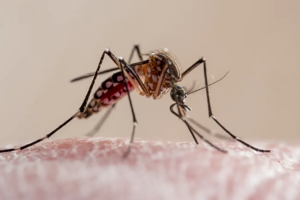 Estudo mostra que parasita da malária adquiriu resistência a remédios