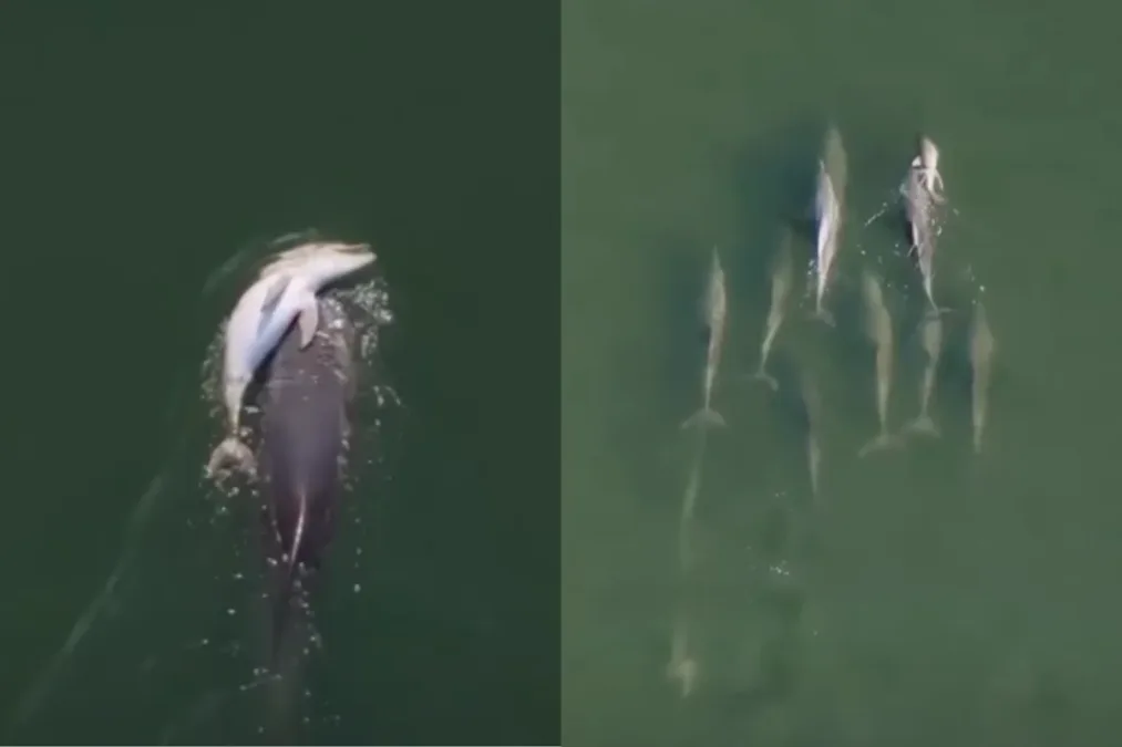 Golfinho "em luto" é visto carregando filhote morto pelo mar por dias
