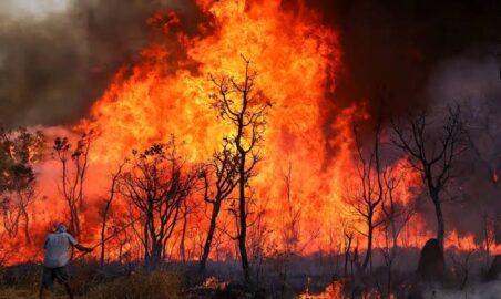 Imagem aérea de vegetação na Amazônia durante o período de estiagem no Acre.