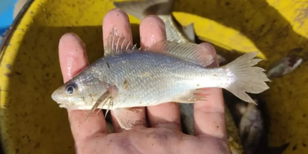 Cientistas identificam taxa recorde de deformações em peixes do ES
