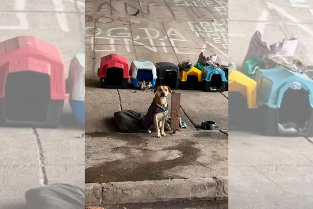 Influencer cria rede de apoio para ajudar cachorros de rua em SP