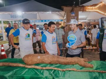 Festival da Farinha premia mandioca de 31,9 kg e raiz de 3,5 metros em Cruzeiro do Sul.
