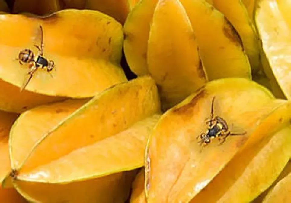 Acre entra em alerta para risco da mosca-da-carambola; veja o que muda