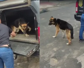 No Acre, cachorro avaliado em R$ 2 mil é recuperado pela Polícia Civil