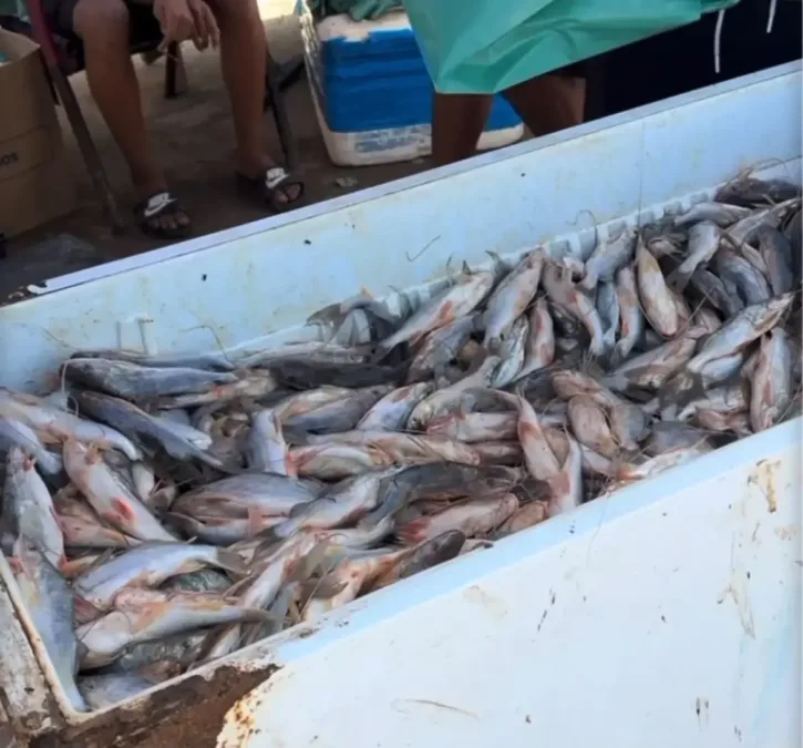 Preço do quilo do mandim em Sena Madureira cai para R$ 10; veja até quando vale a oferta