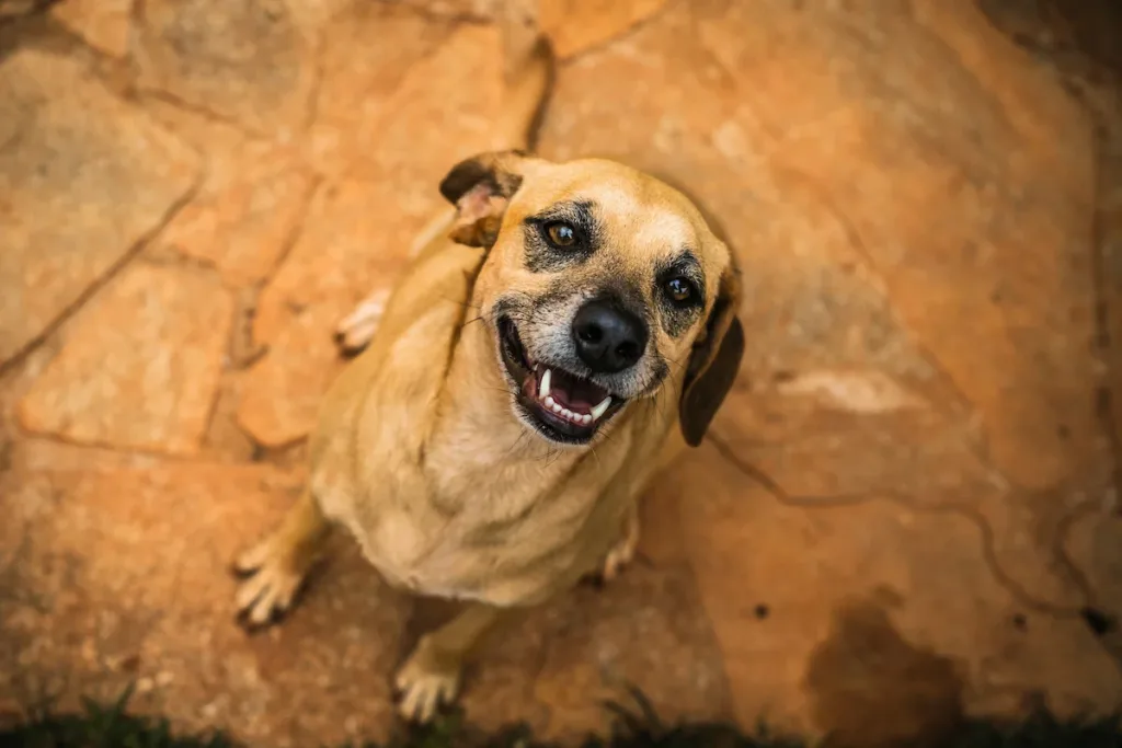 Pets e bebês estão compartilhando os mesmos nomes, aponta pesquisa