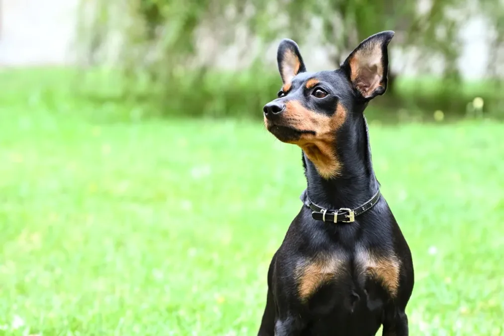 Pinscher dá susto em jovem que tentava brincar com husky em portão