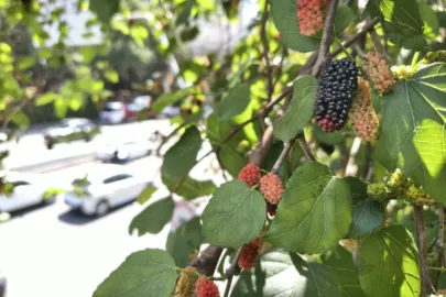 Pomar urbano: copas carregadas de frutas provocam corrida a árvores em SP
