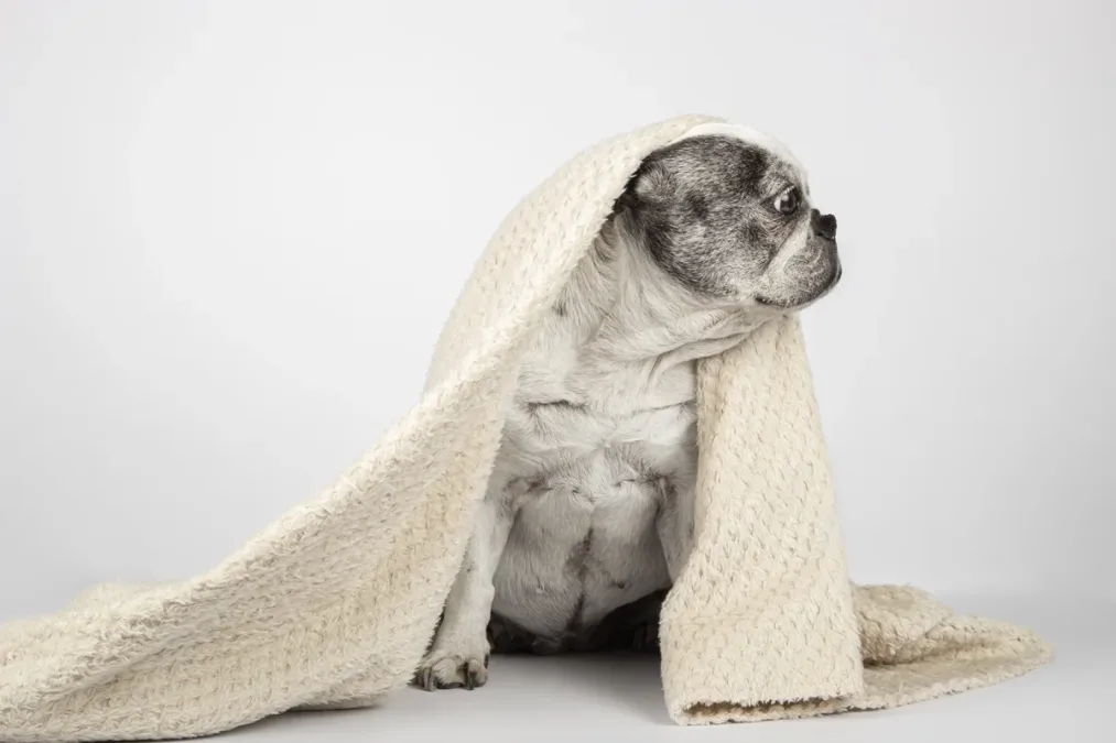 Proteger o intestino de cães e gatos no inverno fortalece a imunidade