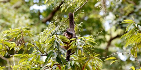 Entidade cobra compromisso de candidatos com direitos da natureza