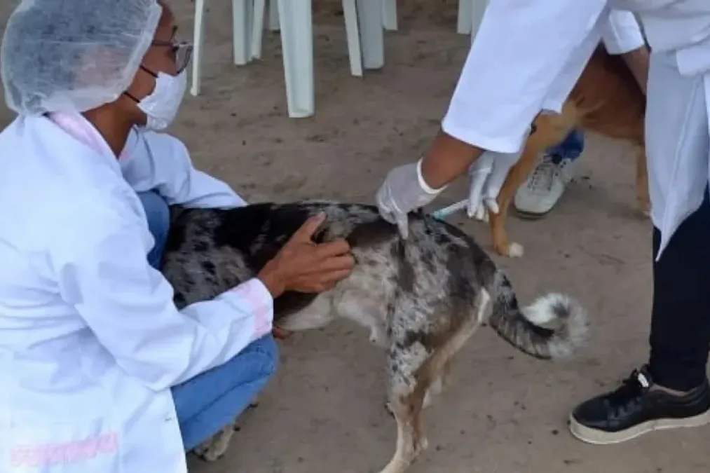 Saúde do DF inicia vacinação antirrábica para cães e gatos