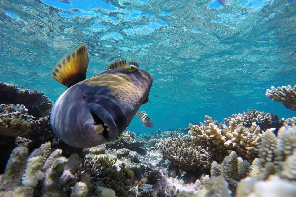 Sorriso humano: peixes simpáticos são perigosos e atacam mergulhadores