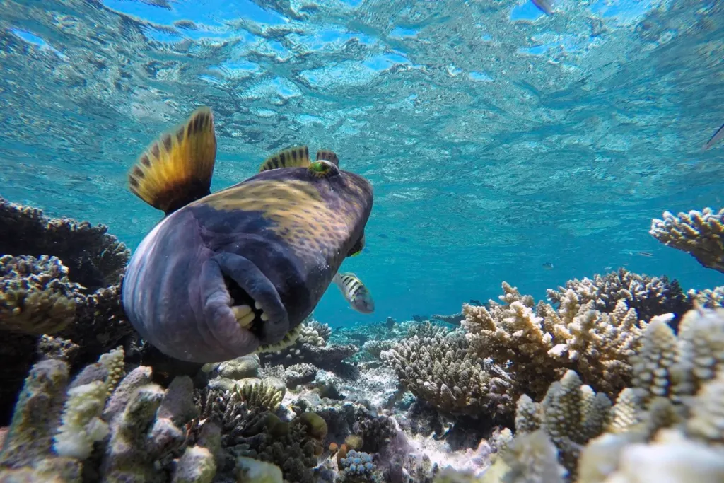 Sorriso humano: peixes simpáticos são perigosos e atacam mergulhadores