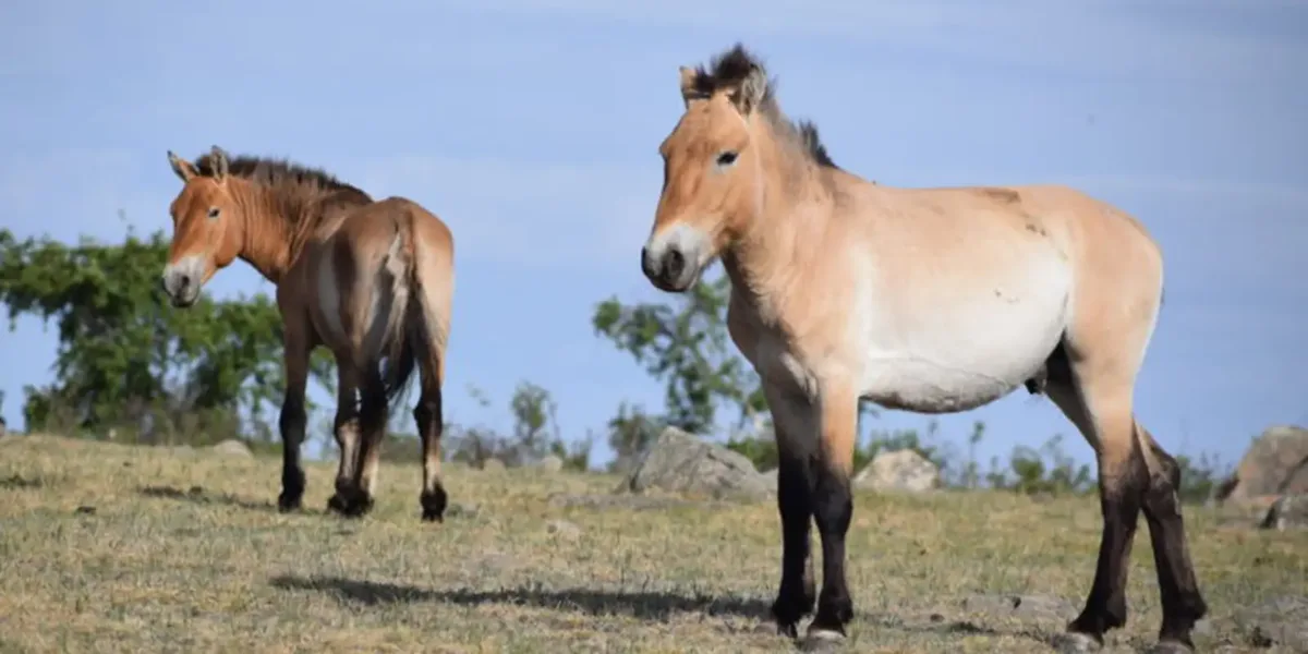 Takhi, o cavalo selvagem que virou símbolo de restauração na Mongólia