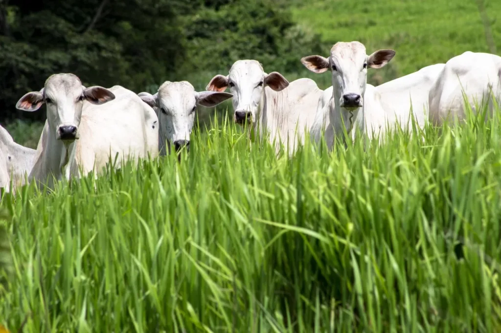Arroba da novilha gorda fica em R$ 306,50 no Acre.