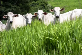 Arroba da novilha gorda fica em R$ 306,50 no Acre.