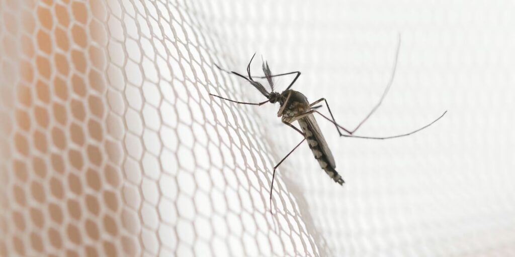 Cidades do noroeste de SP têm maior incidência de casos de dengue