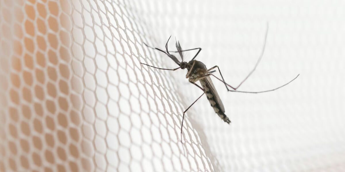 Cidades do noroeste de SP têm maior incidência de casos de dengue