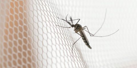 Cidades do noroeste de SP têm maior incidência de casos de dengue